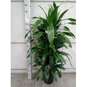 Dracaena fr de 'Art'