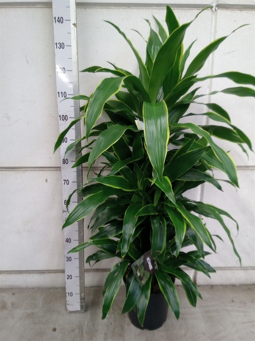 <h4>Dracaena fr de 'Art'</h4>