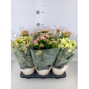 Kalanchoe   ...