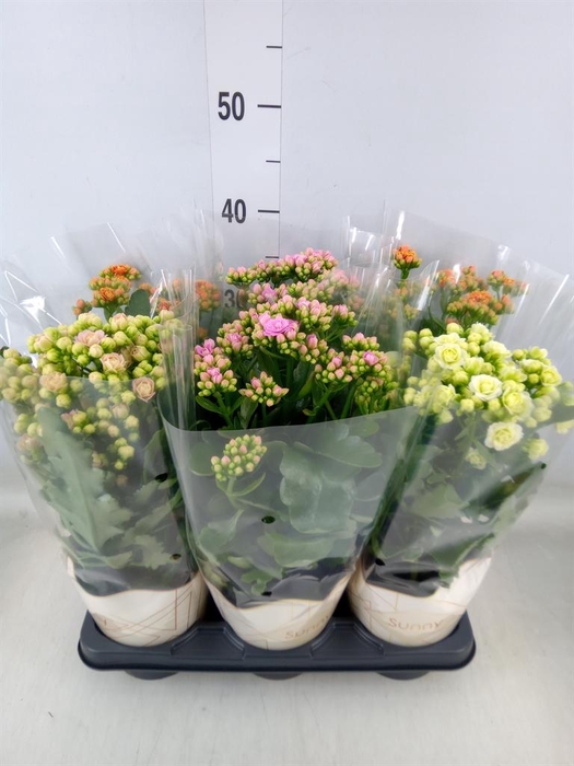 <h4>Kalanchoe   ...</h4>