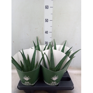 Aloe  'Equator'