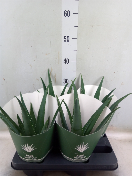 <h4>Aloe  'Equator'</h4>
