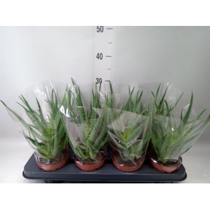 Aloe arborescens