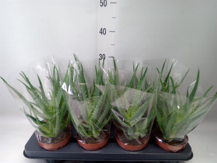 <h4>Aloe arborescens</h4>