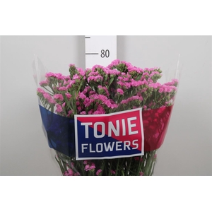Lim S Etern Pink