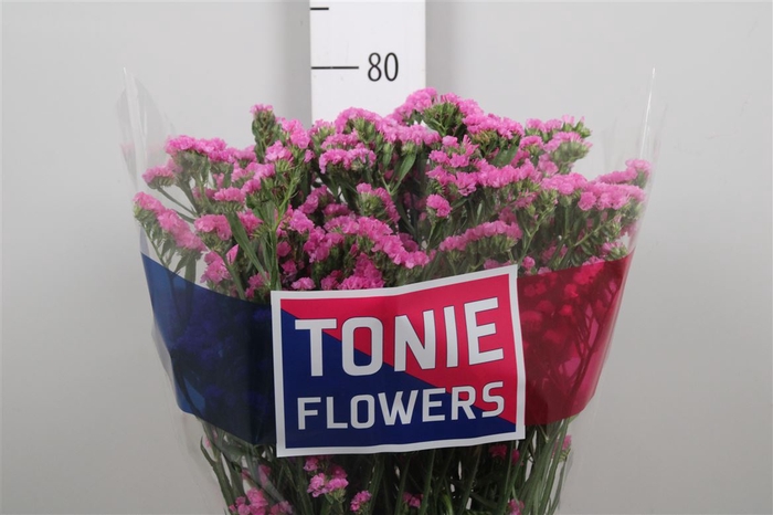 <h4>Lim S Etern Pink</h4>