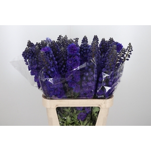 Delphinium El Christel