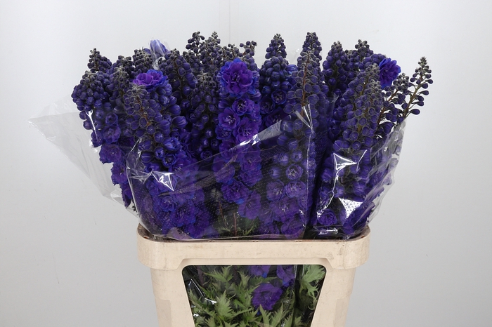 <h4>Delphinium El Christel</h4>