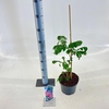 Albizia julibrissin