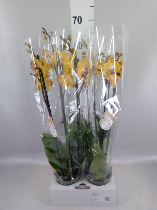 <h4>Phalaenopsis  'FC Papagayo'</h4>