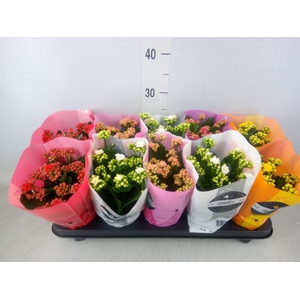 Kalanchoe blos. 'Perfecta'  ..mix 5