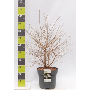 Viburnum plicatum 'Watanabe'