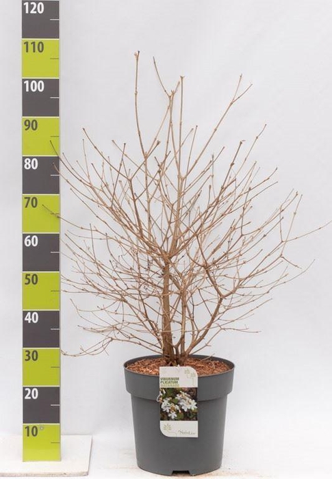 <h4>Viburnum plicatum 'Watanabe'</h4>