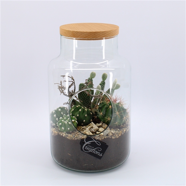 <h4>CTCR-2503 Cactus Essentials Terrarium</h4>