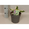vaste planten 19 cm  Hosta Patriot afd. 1