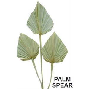 Dr. Palm Spear Bianco 30-50cm