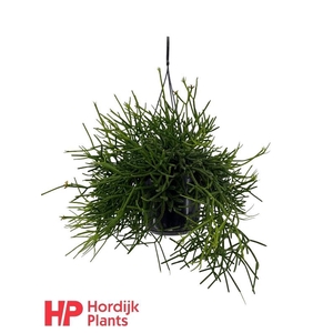 Rhipsalis heterocloda