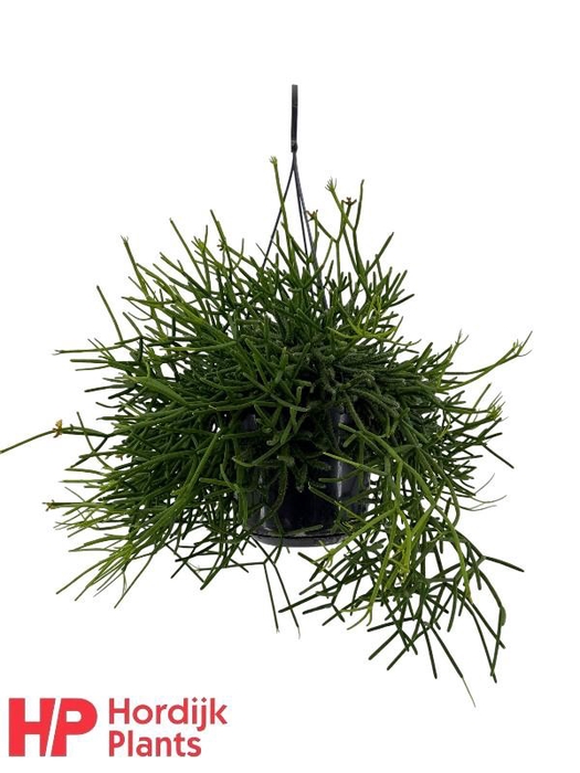<h4>Rhipsalis heterocloda</h4>