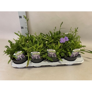 Campanula pers. Grandiflora