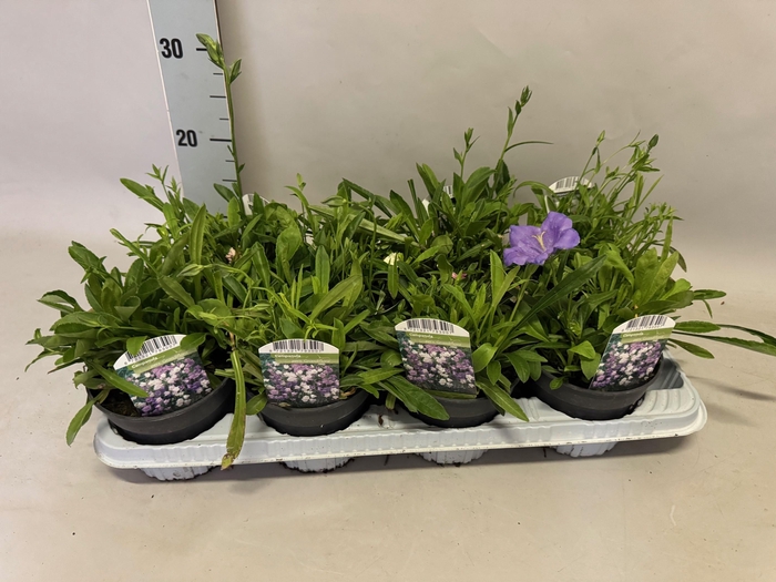 <h4>Campanula pers. Grandiflora</h4>
