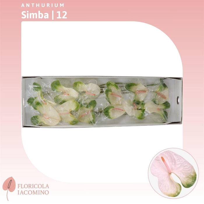 <h4>Anthurium Simba</h4>