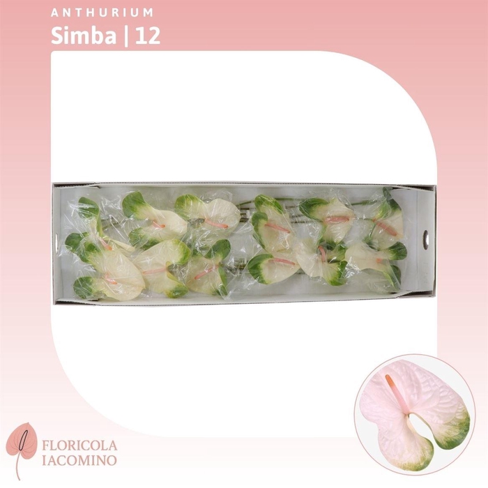 <h4>Anthurium Simba</h4>