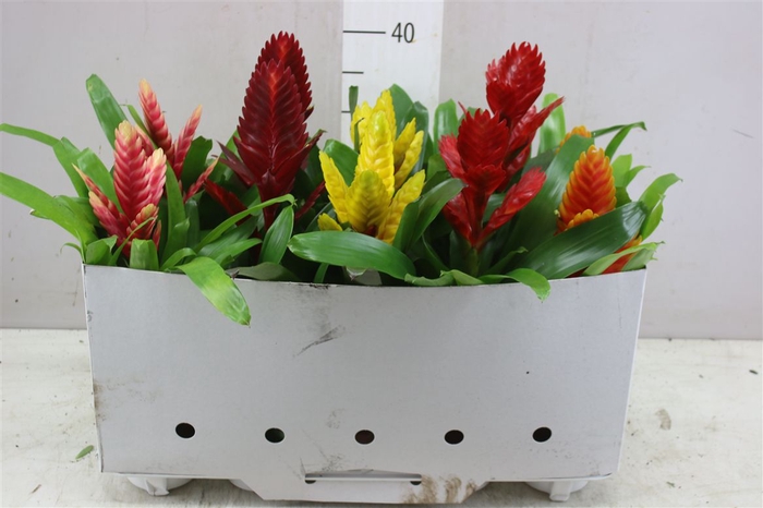 <h4>Vriesea Gemengd</h4>