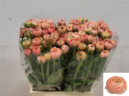 Ranunculus Elegance Salmon