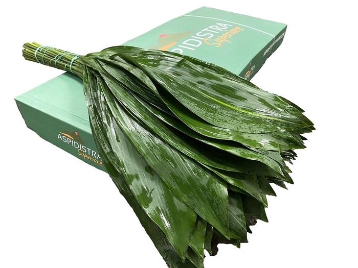 <h4>Aspidistra 80cm</h4>