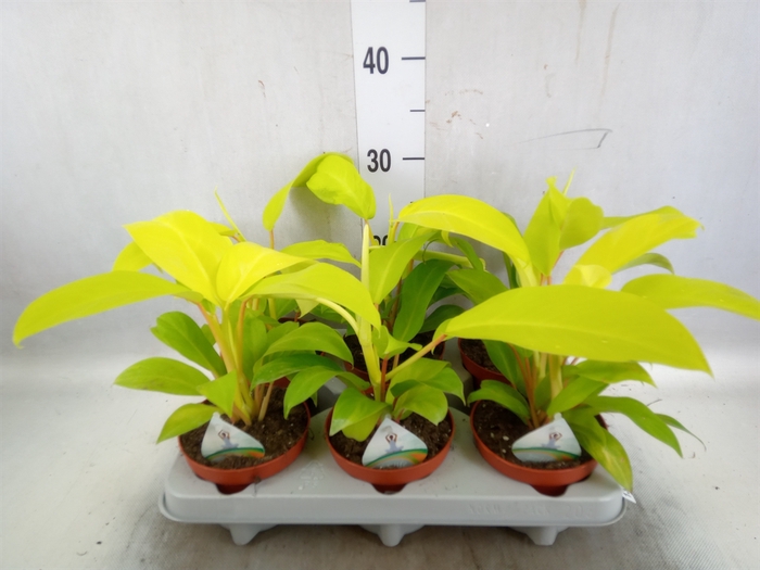 Philodendron  'Malay Gold'