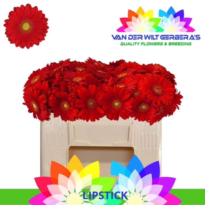 <h4>GE MI LIPSTICK</h4>