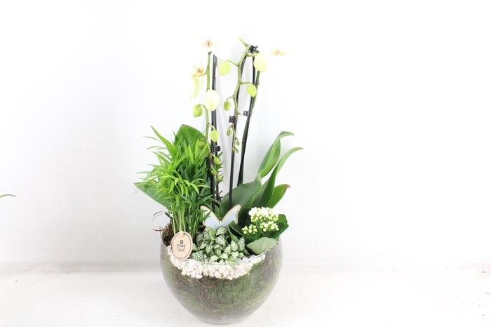 <h4>arr2 PL - Glas Henrik phal. wit</h4>