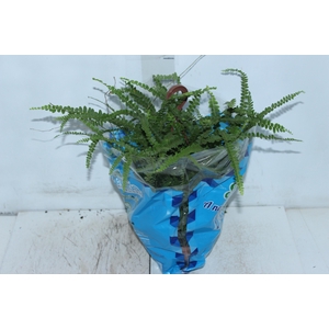 SAMAMBAIA CONFETE C18