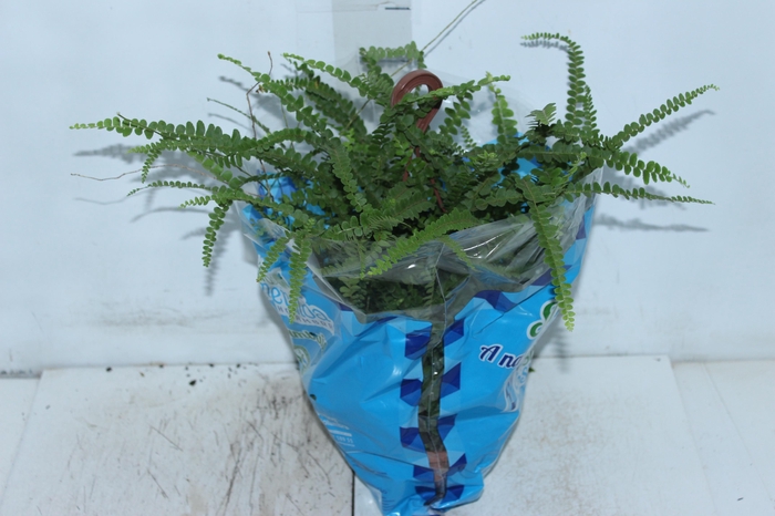 <h4>SAMAMBAIA CONFETE C18</h4>