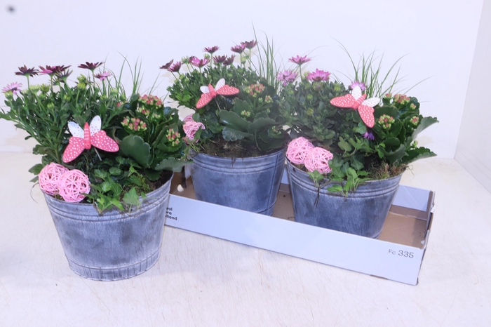 <h4>ARR TUINPLANTEN</h4>