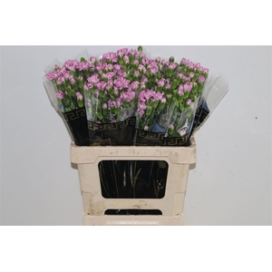 DI TR LOLLIPOP VIOLE