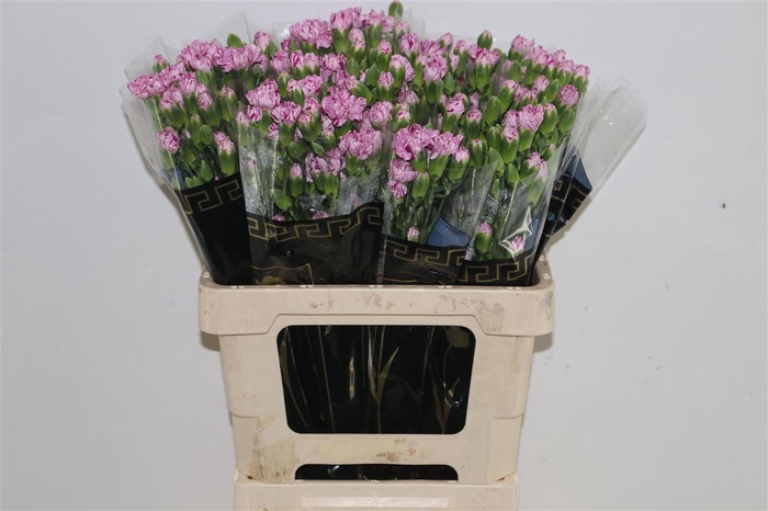 <h4>DI TR LOLLIPOP VIOLE</h4>