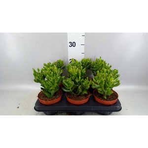 Crassula ovata 'Trompet'