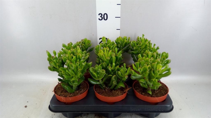 <h4>Crassula ovata 'Trompet'</h4>