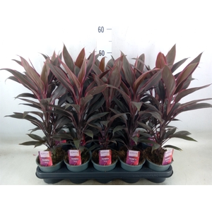 Cordyline fruti. 'Tango'