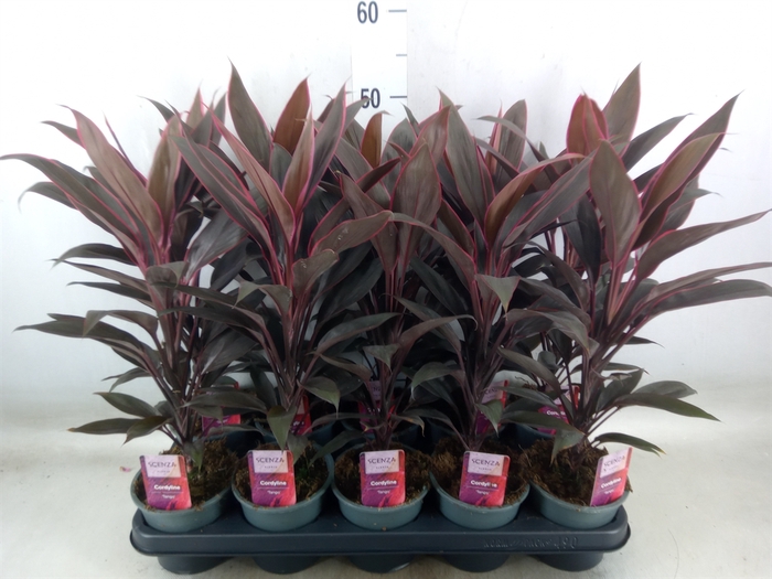 <h4>Cordyline fruti. 'Tango'</h4>