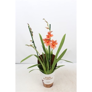 Cambria 'Nelly Isler' Oranje 2 tak 12 cm