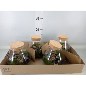 Arr.   Kamerplant Groen L%