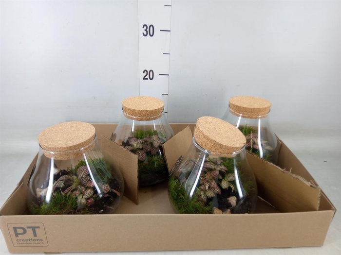 <h4>Arr.   Kamerplant Groen L%</h4>