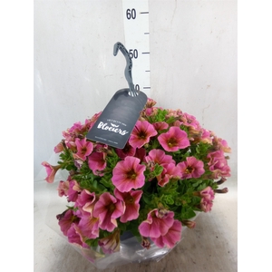 xPetchoa  'BeautiCal Sunray Pink'
