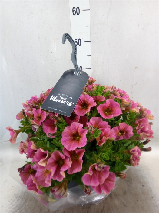 <h4>xPetchoa  'BeautiCal Sunray Pink'</h4>