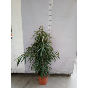 Ficus binn. 'Alii'