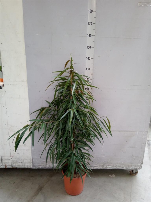 <h4>Ficus binn. 'Alii'</h4>