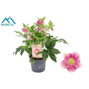 Helleborus