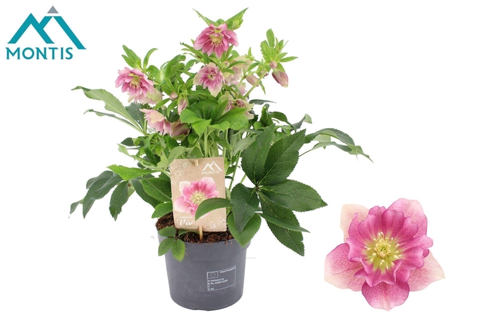 <h4>Helleborus</h4>